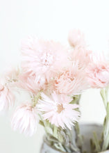 Load image into Gallery viewer, Dried Mini Silver Daisy in Pink
