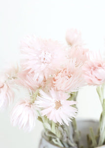Dried Mini Silver Daisy in Pink