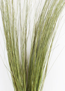 Dried Fountain Grass