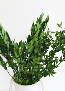 Preserved Boxwood Bundle