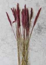 Load image into Gallery viewer, Preserved Burgundy Plume Reed Grass - 36-40"
