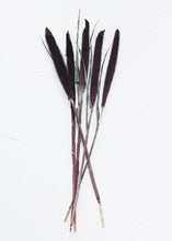 Load image into Gallery viewer, Dried Purple Majesty Millet
