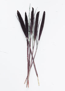 Dried Purple Majesty Millet