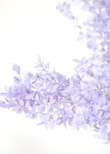Load image into Gallery viewer, Preserved Ruscus Leaves in Lavender
