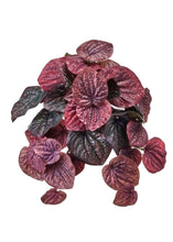 Load image into Gallery viewer, Real Touch Burgundy Peperomia Caperata Plant
