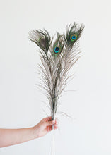 Load image into Gallery viewer, Pack of 12 - Peacock Feathers
