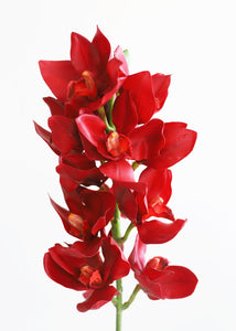 Faux Cymbidium Orchid Spray in Red - 38" Tall