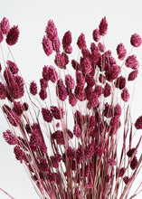 Load image into Gallery viewer, Dried Phalaris Grass in Berry Wine
