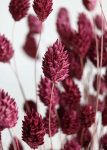 Dried Phalaris Grass in Berry Wine