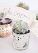 Load image into Gallery viewer, LIVE Rosette Succulent Collection - Pack of 100 - Ships Alone
