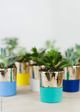 Load image into Gallery viewer, LIVE Unique Succulents Collection - Pack of 12 - Ships Alone
