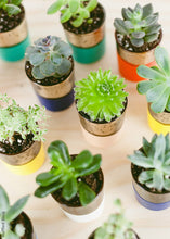 Load image into Gallery viewer, LIVE Unique Succulents Collection - Pack of 12 - Ships Alone
