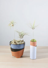 Load image into Gallery viewer, LIVE Assorted Live Air Plants - Pack of 20 - Ships Alone
