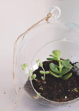 Load image into Gallery viewer, LIVE Succulent Collection in Green - Pack of 12 - Ships Alone
