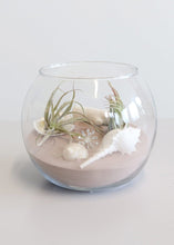 Load image into Gallery viewer, LIVE Assorted Live Air Plants - Pack of 20 - Ships Alone
