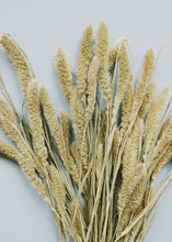 Load image into Gallery viewer, Dried Setaria Grass
