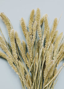 Dried Setaria Grass