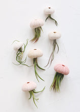 Load image into Gallery viewer, LIVE Assorted Live Air Plants - Pack of 20 - Ships Alone
