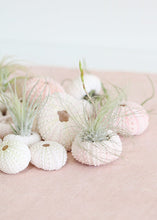 Load image into Gallery viewer, LIVE Assorted Live Air Plants - Pack of 20 - Ships Alone
