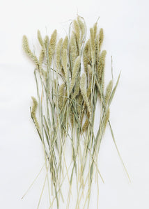 Dried Setaria Grass