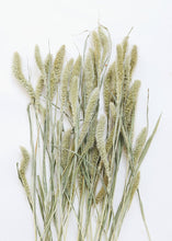 Load image into Gallery viewer, Dried Setaria Grass
