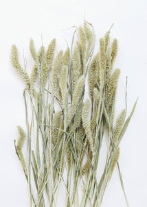 Dried Setaria Grass