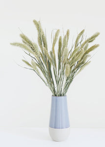 Dried Setaria Grass