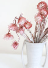 Load image into Gallery viewer, Dried Mini Silver Daisy in Mauve
