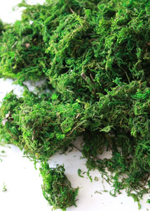 Preserved Stone Moss in Green - .25 lb