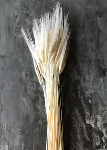 Bleached Triticum Wheat