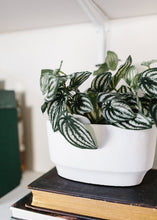Load image into Gallery viewer, Artificial Watermelon Peperomia Plant
