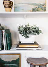 Load image into Gallery viewer, Artificial Watermelon Peperomia Plant
