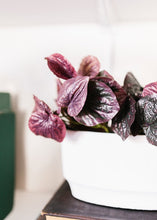 Load image into Gallery viewer, Real Touch Burgundy Peperomia Caperata Plant
