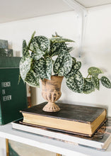 Load image into Gallery viewer, Artificial Satin Pothos - Scindapsus pictus House Plant
