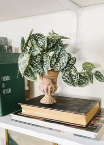Artificial Satin Pothos - Scindapsus pictus House Plant
