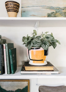 Artificial Watermelon Peperomia Plant