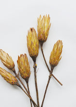 Load image into Gallery viewer, Pack of 6 - Yellow Protea Repens
