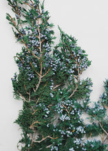 Load image into Gallery viewer, Fragrant and Preserved Juniper
