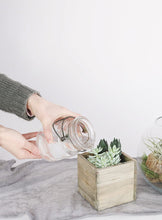 Load image into Gallery viewer, LIVE Unique Succulents Collection - Pack of 12 - Ships Alone
