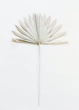 Load image into Gallery viewer, Pack of 5 - Whitewashed Natural Sun Palms
