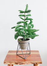 Load image into Gallery viewer, Mini Fake Holiday Pine Tree in Terracotta Plant Stand - 22" Tall
