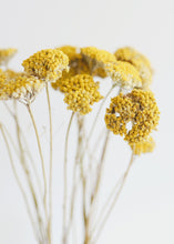 Load image into Gallery viewer, Pack of 12 - Dried Natural Coastal Yarrow
