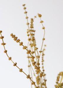 Dried Leonurus Motherwort Herbs in Mustard - 23"