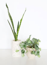 Load image into Gallery viewer, Artificial Watermelon Peperomia Plant
