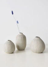 Load image into Gallery viewer, Blue Bunny Tail Dried Grass
