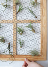 Load image into Gallery viewer, LIVE Assorted Live Air Plants - Pack of 20 - Ships Alone
