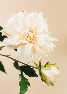 Cafe au Lait Dahlia Flower in Ivory - 19.5"