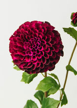 Load image into Gallery viewer, Burgundy and Fuchsia Fake Dahlia Flower - Large 4.5&quot; Bloom

