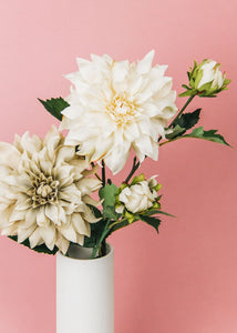 Cafe au Lait Dahlia Flower in Ivory - 19.5"