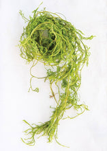 Load image into Gallery viewer, Dried Trailing Greens Creeping Cedar Vine
